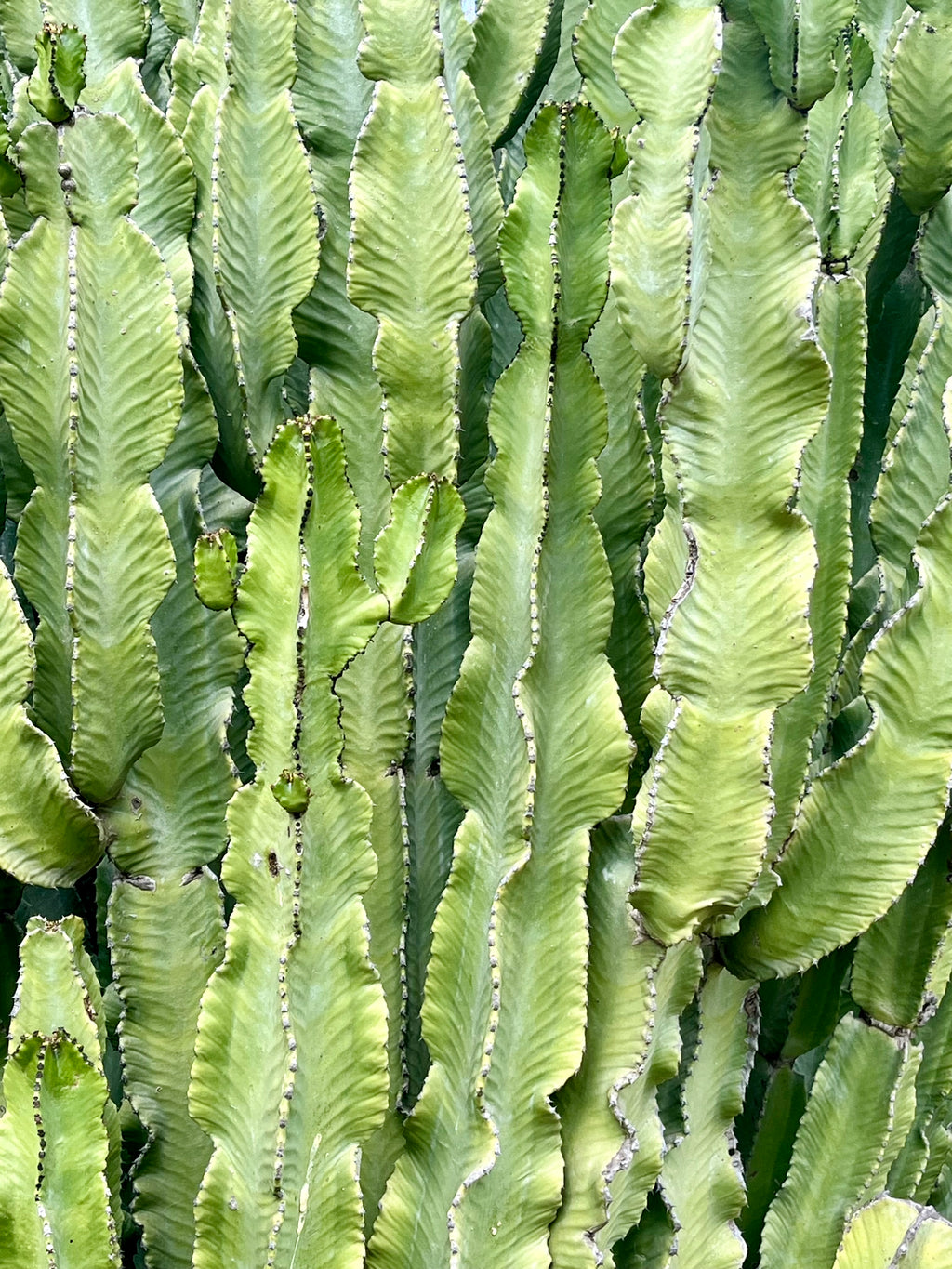 Dunes et cactus